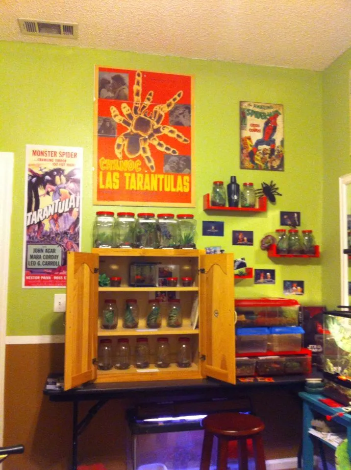 22237 tarantula room setup 2