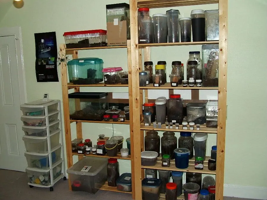 22237 tarantula room setup 3