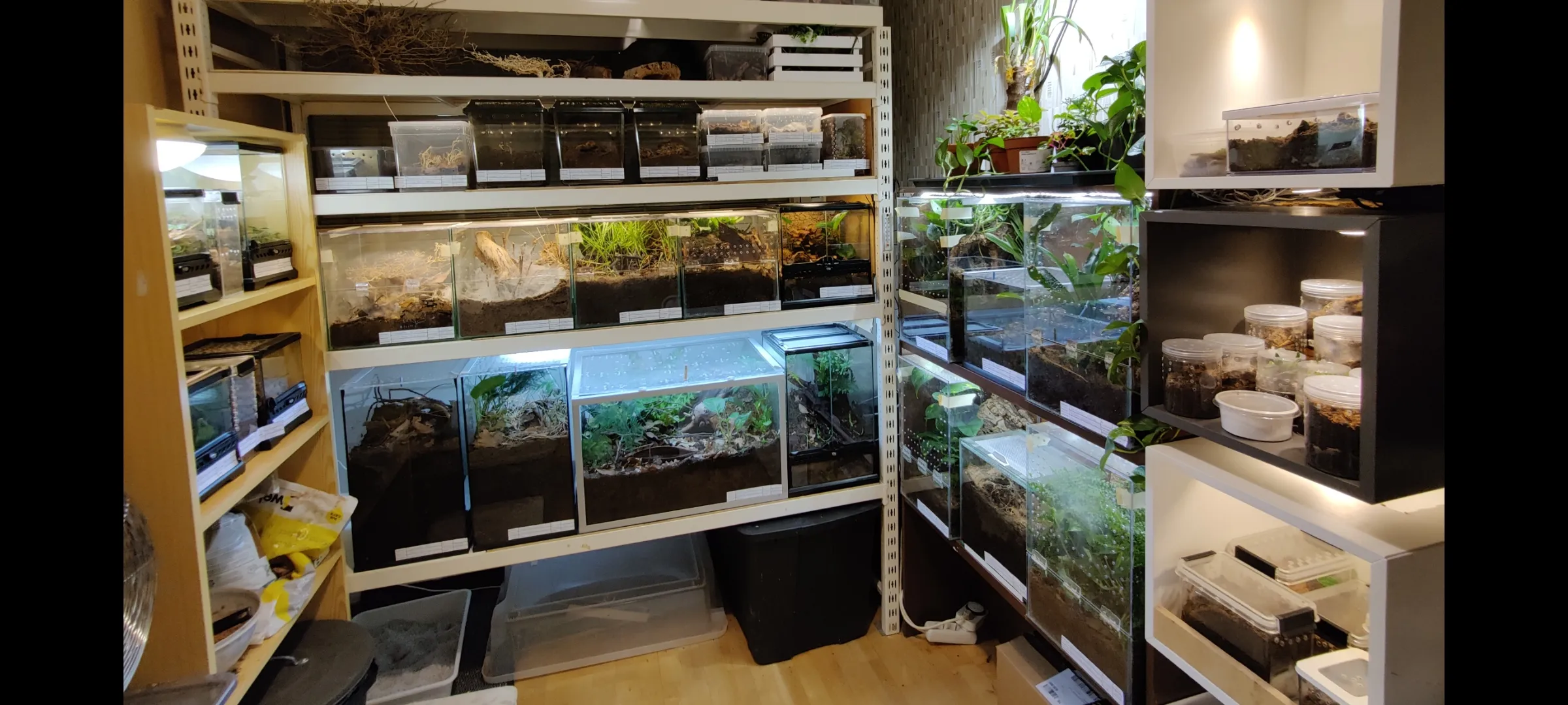 22237 tarantula substrate