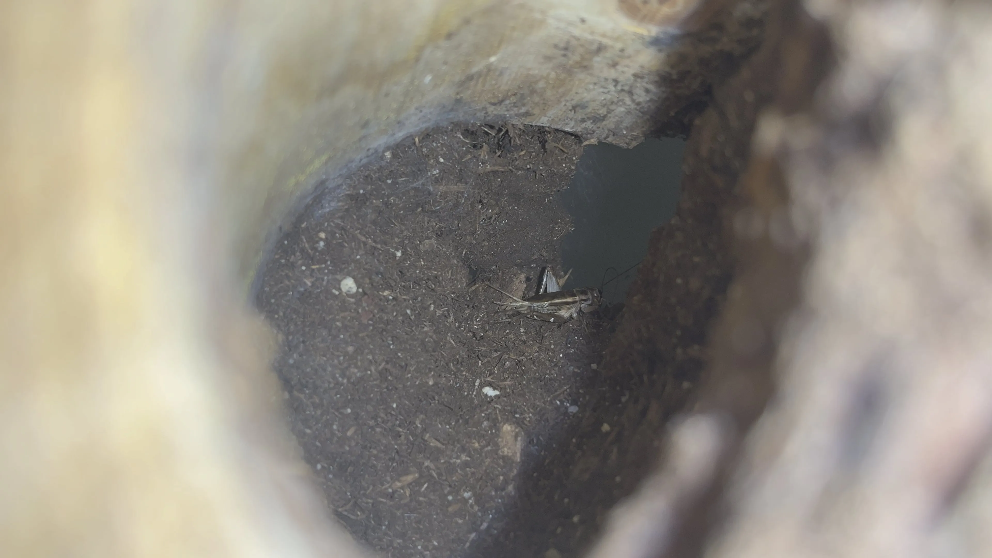 22241 feeding tarantula step by step