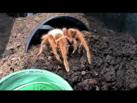 /img/22241-molting-tarantula.webp