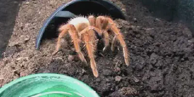 /img/22241-molting-tarantula.webp