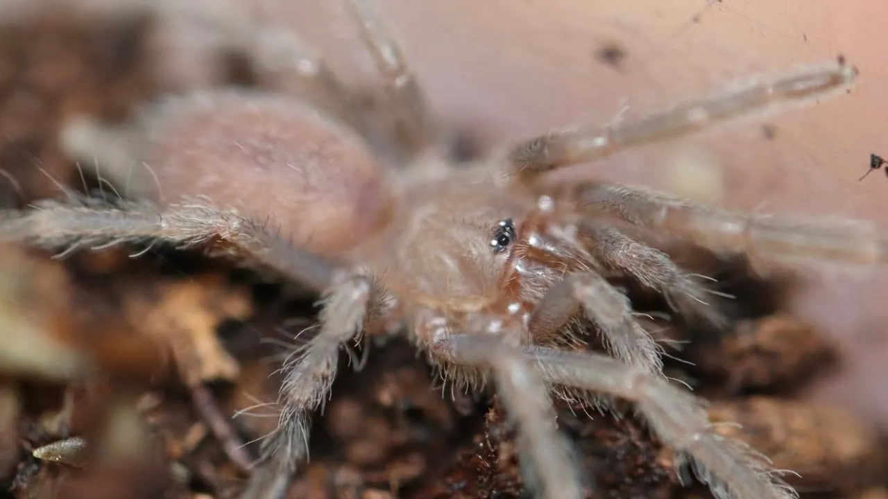 22241 overfeeding tarantula