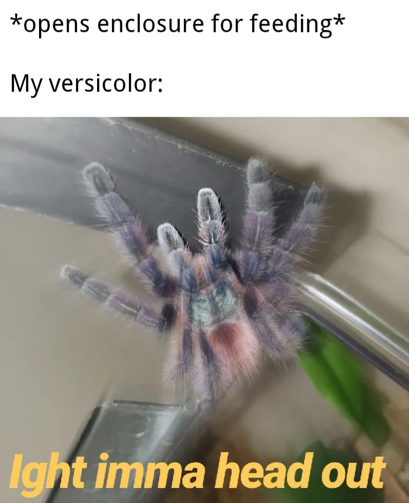 22241 pre killed insects tarantula