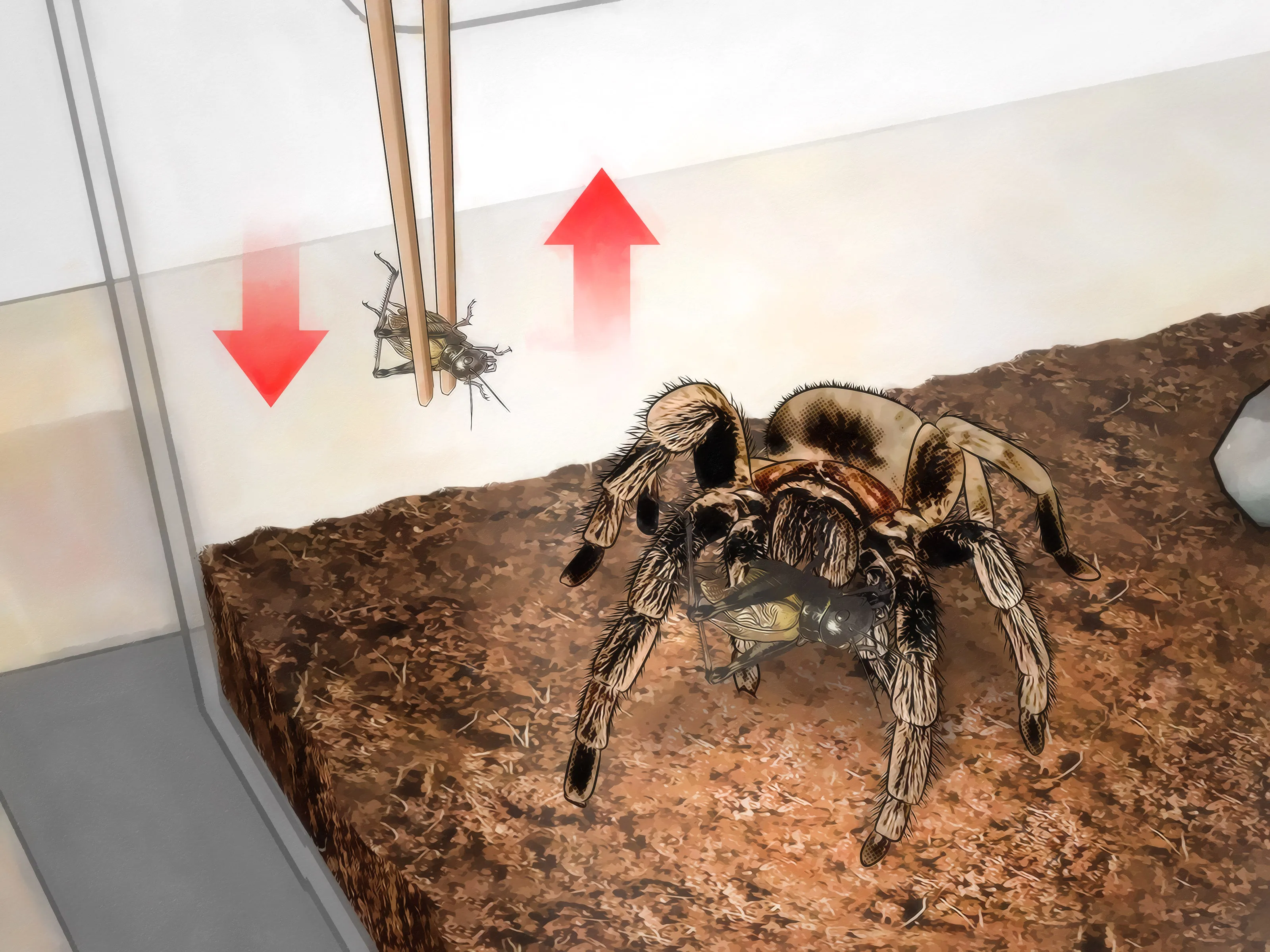 22241 tarantula feeding frequency