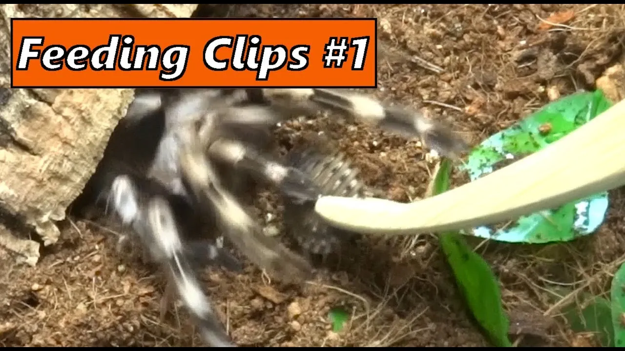 22241 tarantula refusing food
