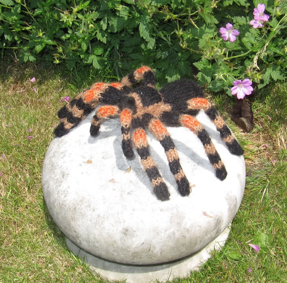 22245 beginner tarantula species