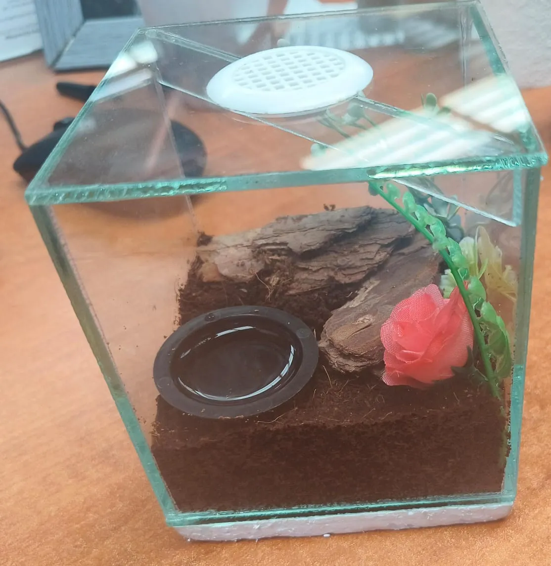22245 tarantula feeding schedule