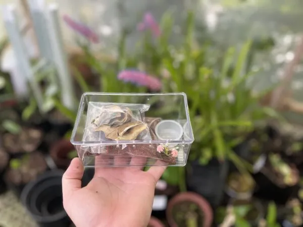 22245 tarantula substrate options