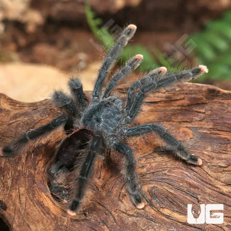 22247 pinktoe tarantula decorations