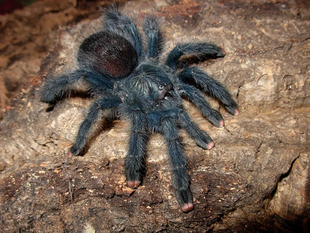 22247 pinktoe tarantula enclosure size