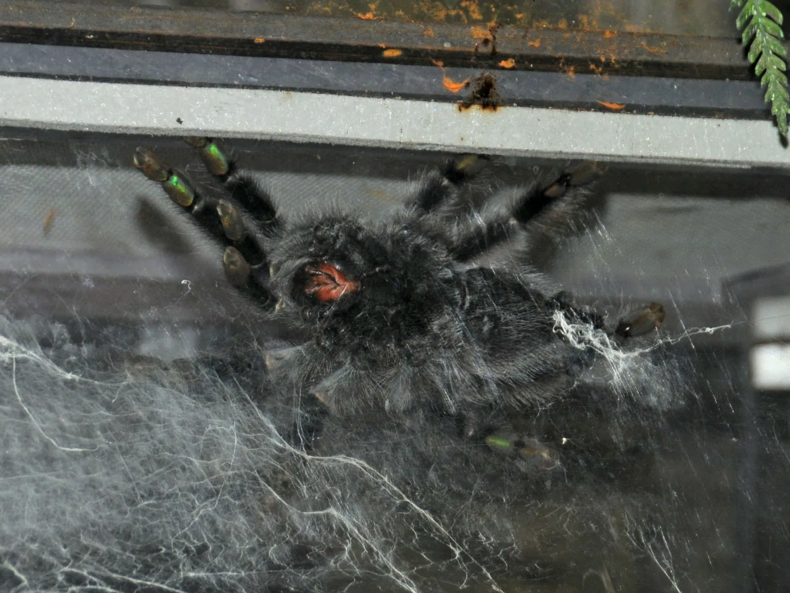 /img/22247-pinktoe-tarantula-feeding.webp