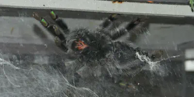 /img/22247-pinktoe-tarantula-feeding.webp