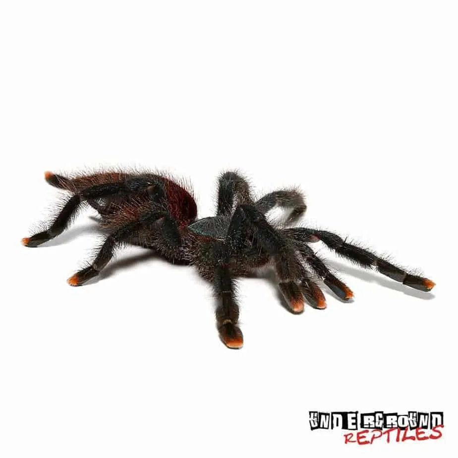 22247 pinktoe tarantula substrate options