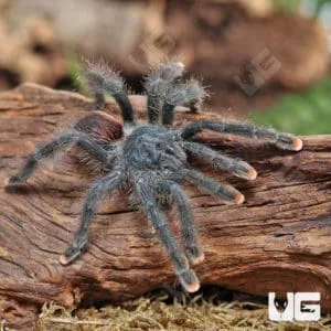 22247 pinktoe tarantula temperature lighting
