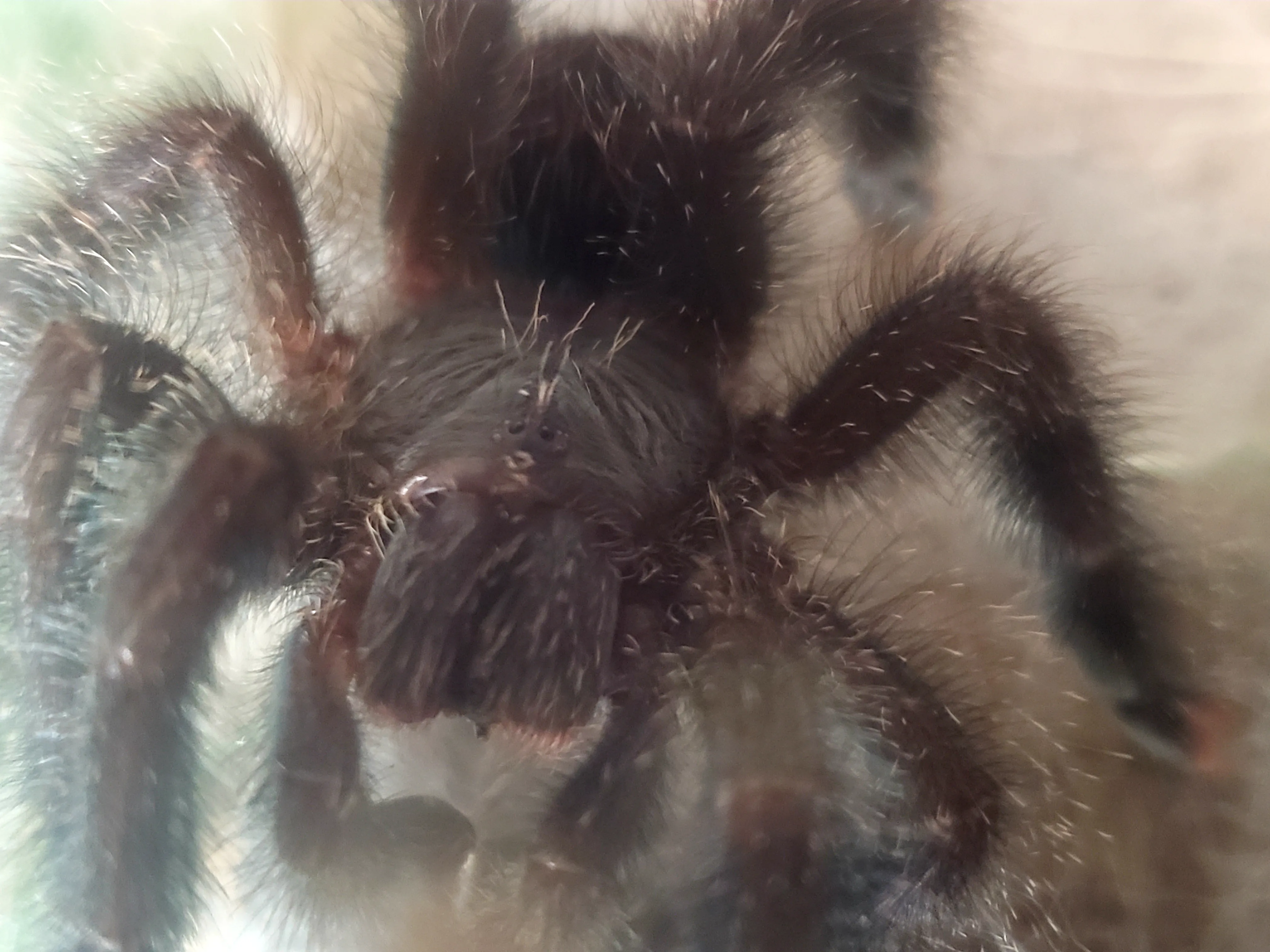 22249 tarantula metallica close up