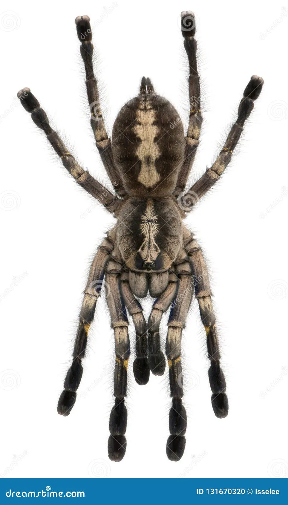 22249 tarantula metallica conservation