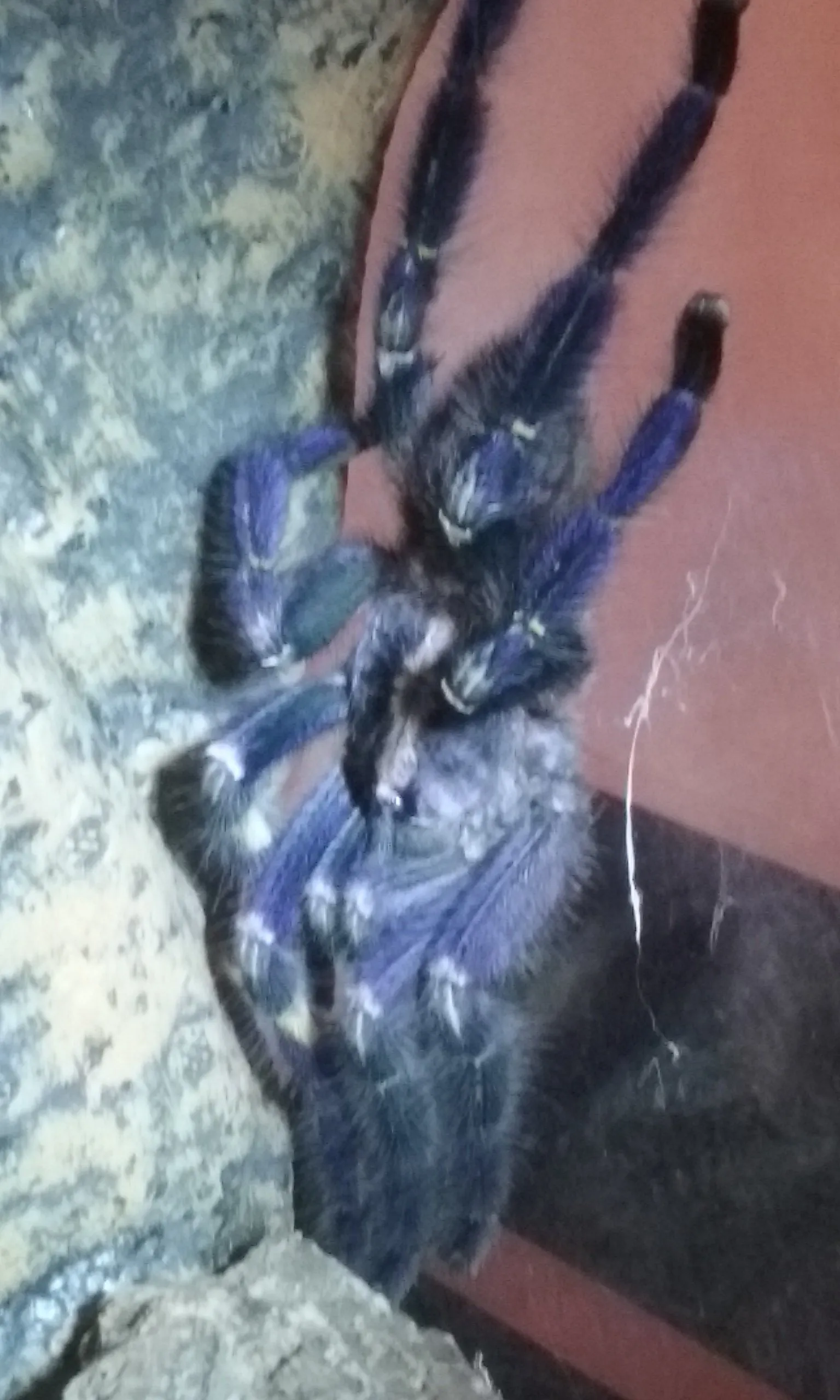 22249 tarantula metallica feeding
