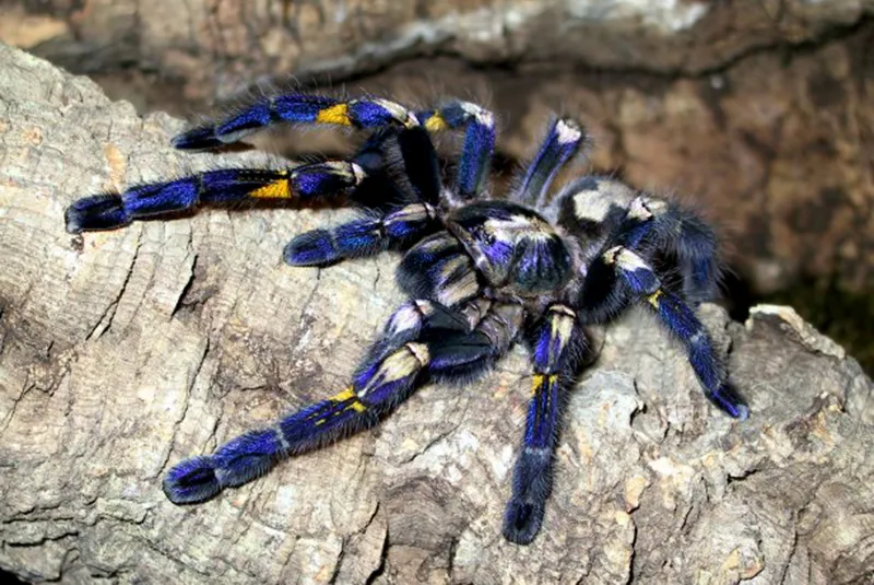 22249 tarantula metallica molting