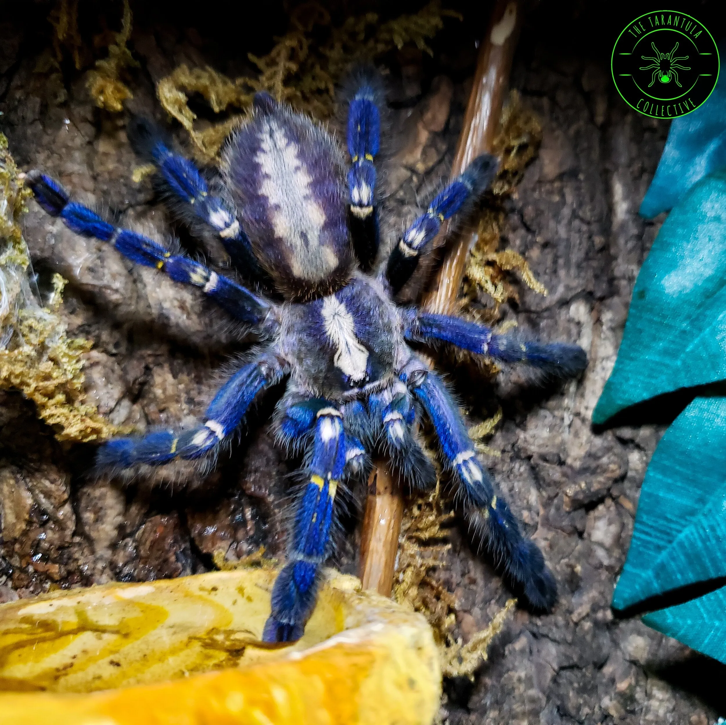 /img/22249-tarantula-metallica-unique-features.webp