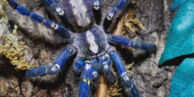 /img/22249-tarantula-metallica-unique-features.webp