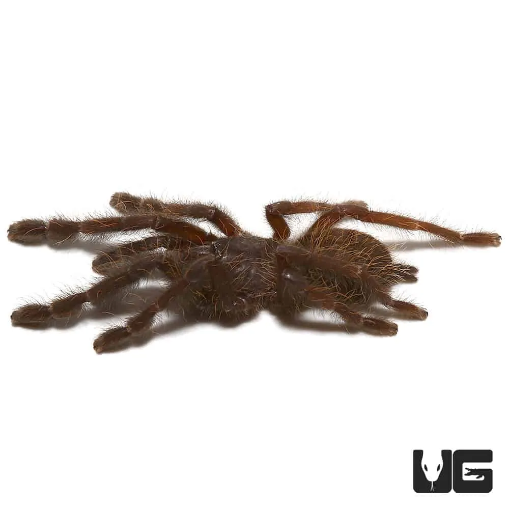 22251 sumatran tiger tarantula enclosure