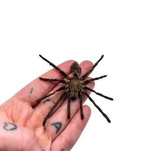 22251 sumatran tiger tarantula feeding