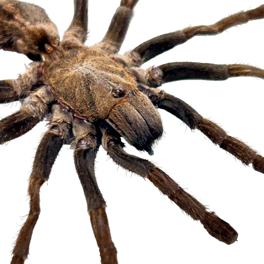 22251 sumatran tiger tarantula habitat