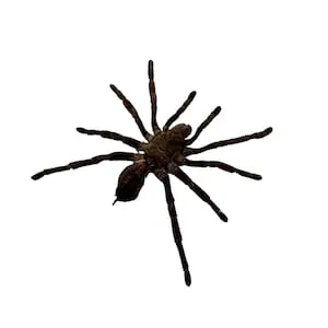 22251 sumatran tiger tarantula molting