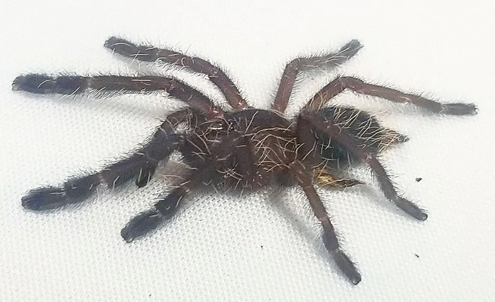22251 sumatran tiger tarantula substrate
