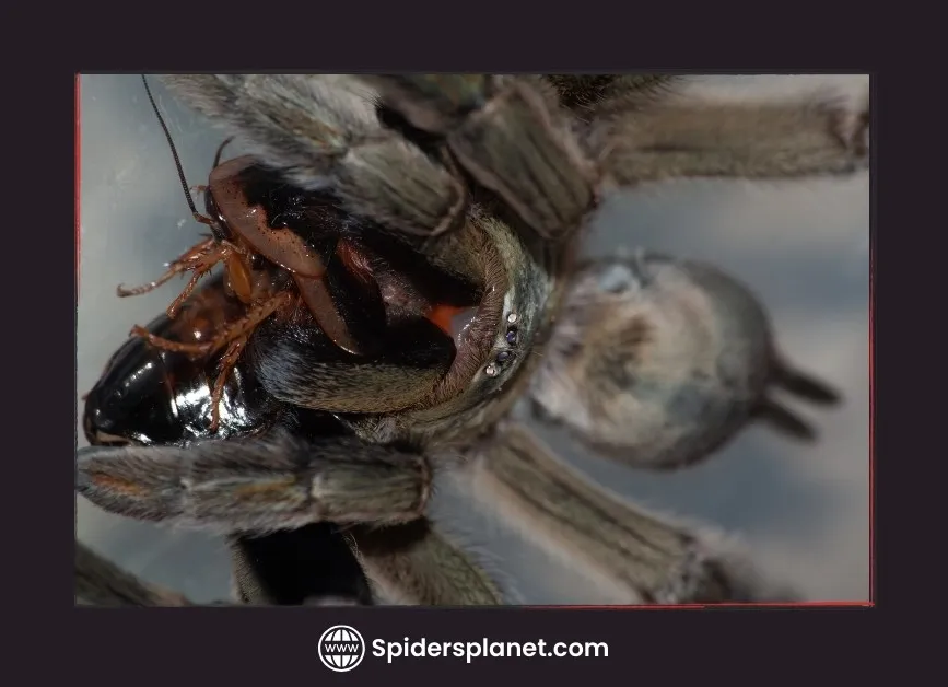 22253 examining tarantula molt