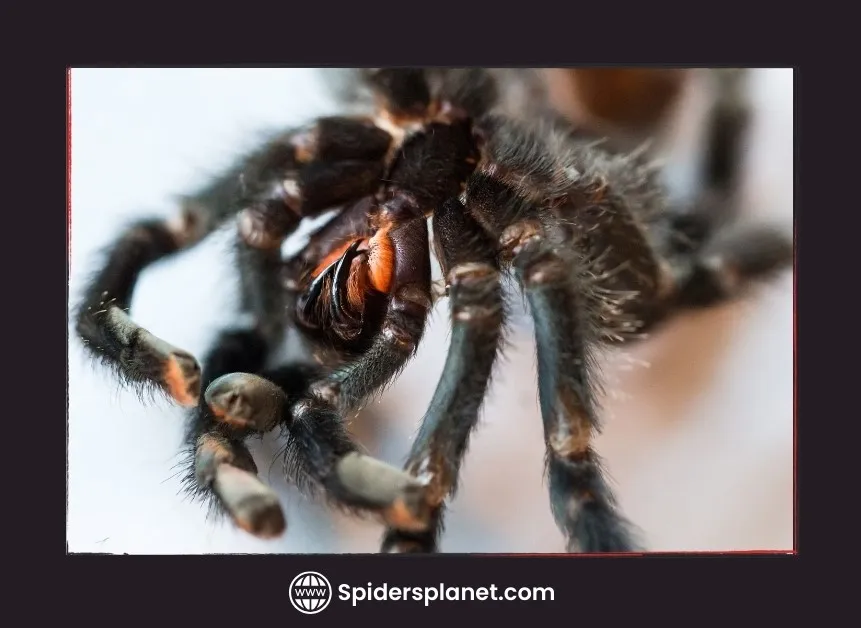 22253 removing tarantula molt
