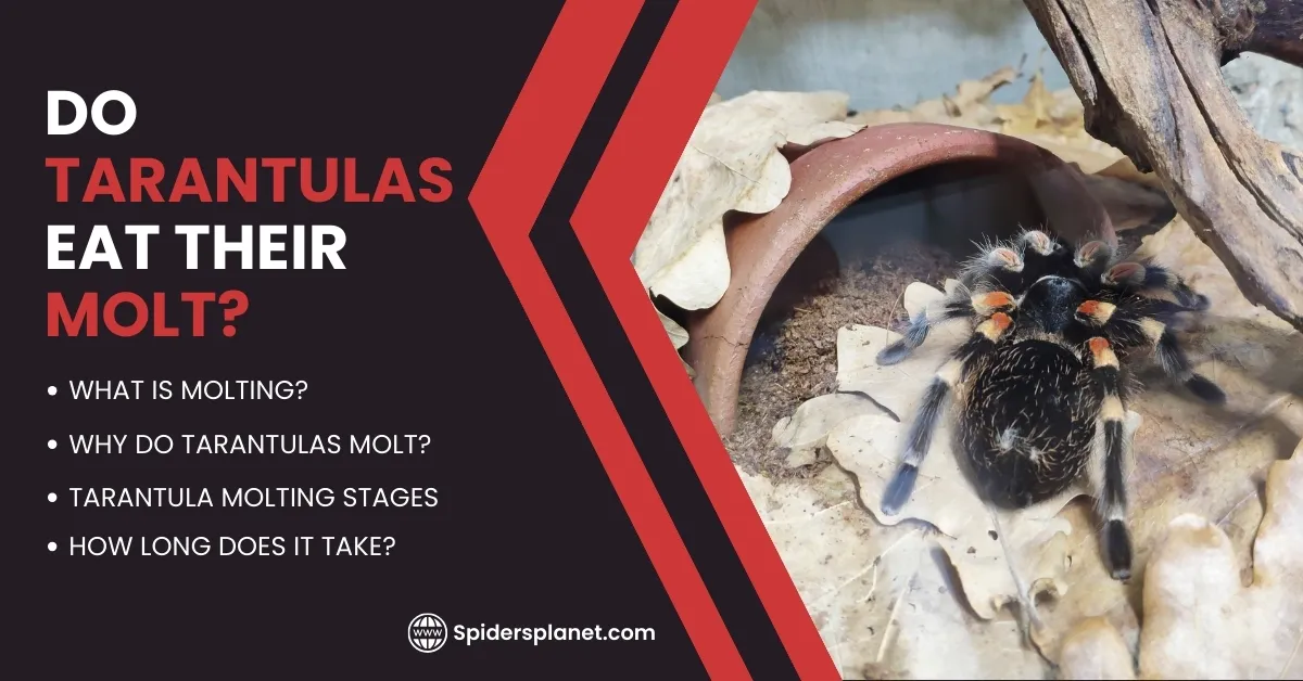 22253 tarantula health