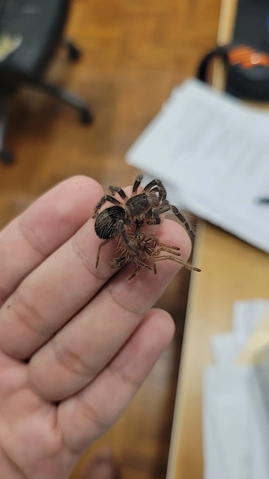 /img/22253-tarantula-species.webp