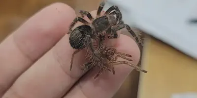 /img/22253-tarantula-species.webp