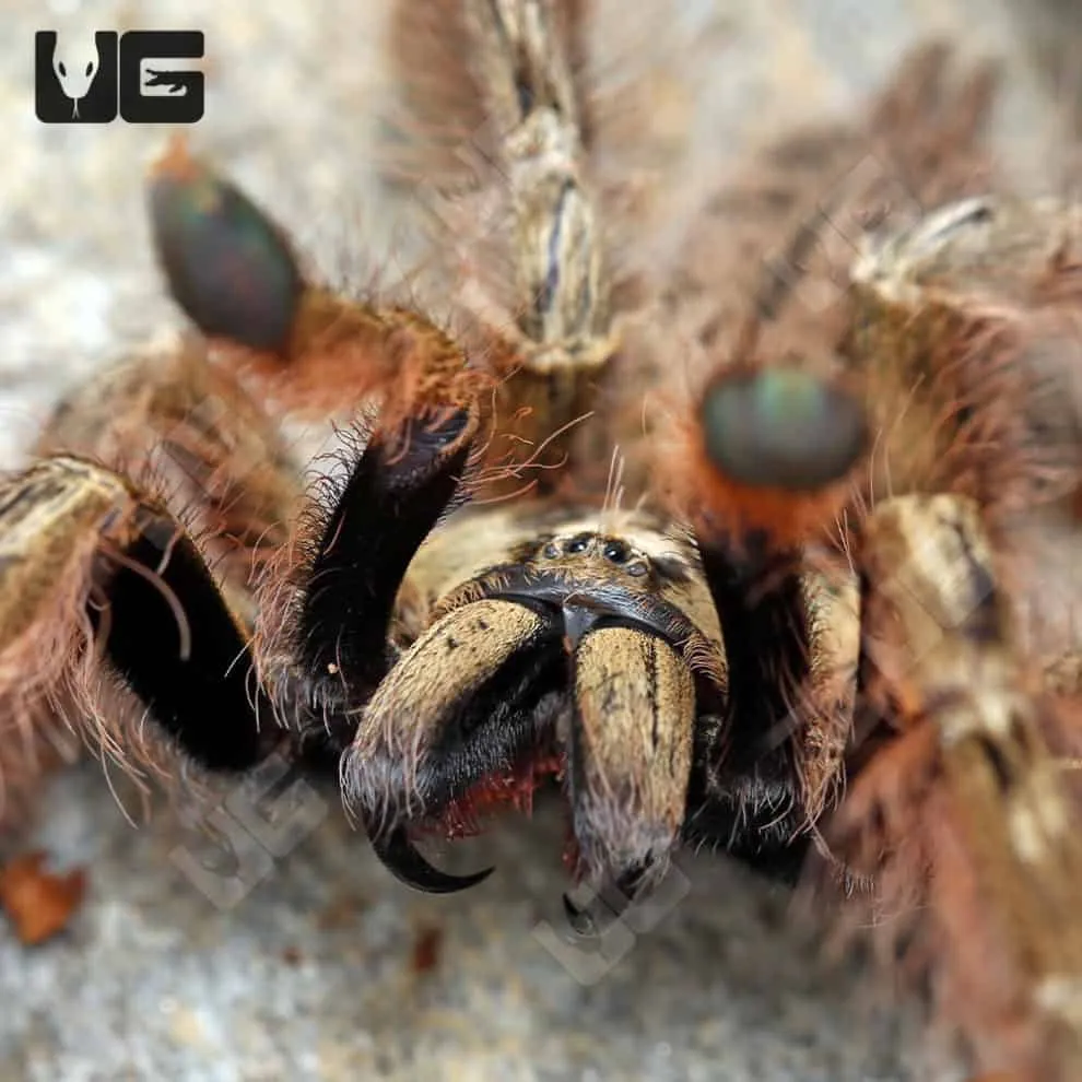 /img/22255-australian-feather-leg-tarantula-eggs.webp