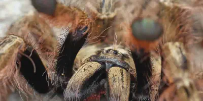/img/22255-australian-feather-leg-tarantula-eggs.webp