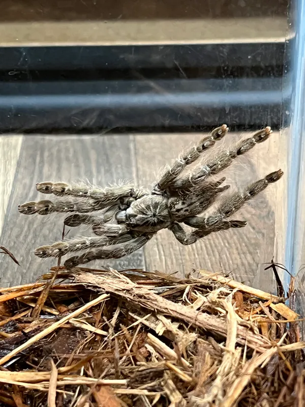 22255 australian feather leg tarantula overview