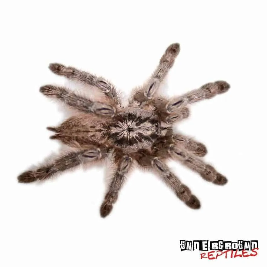 22255 feather leg tarantula close up