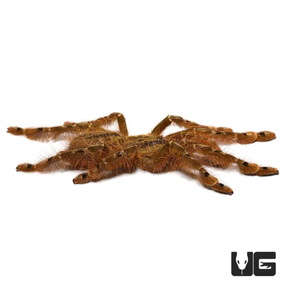 22255 feather leg tarantula enclosure