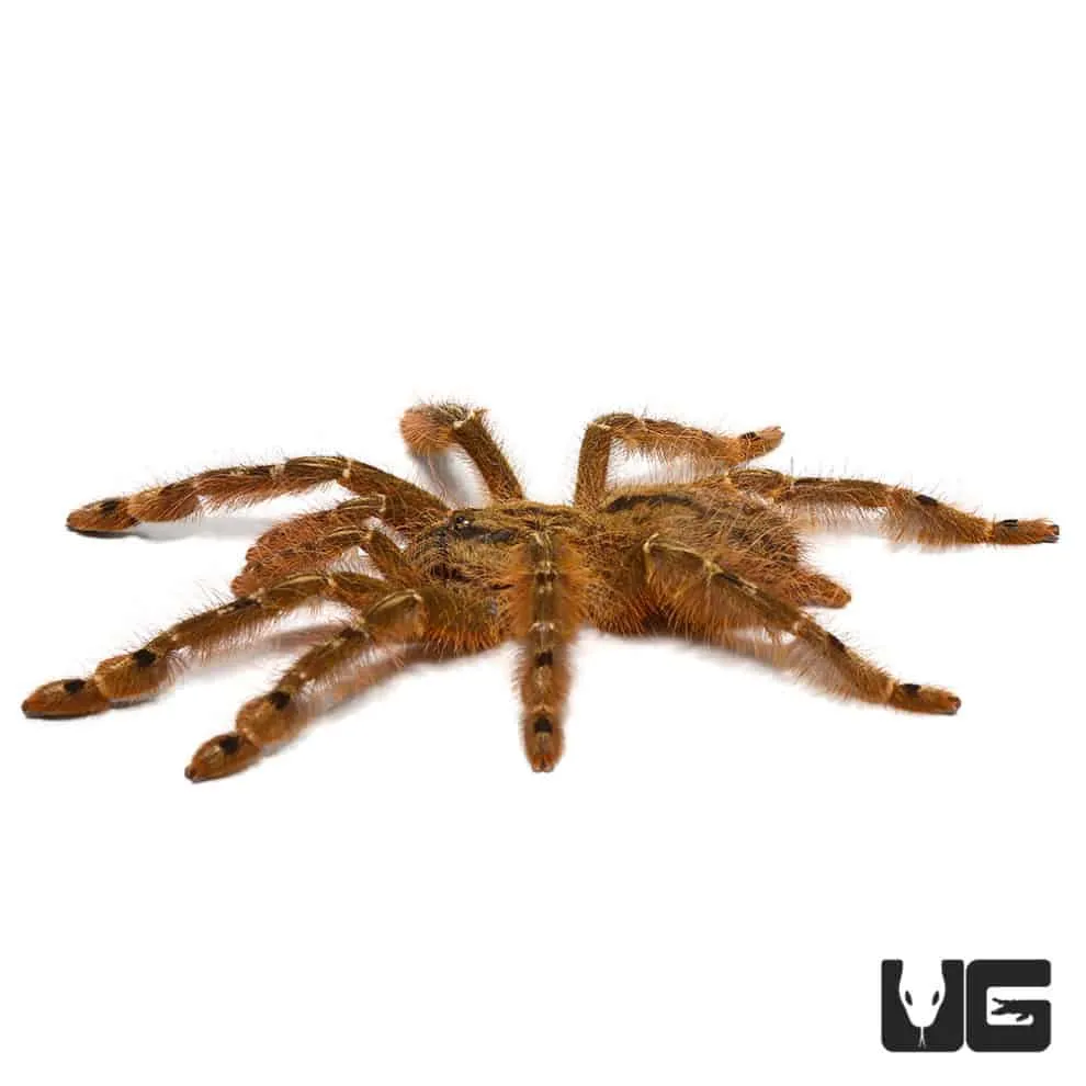 22255 feather leg tarantula handling