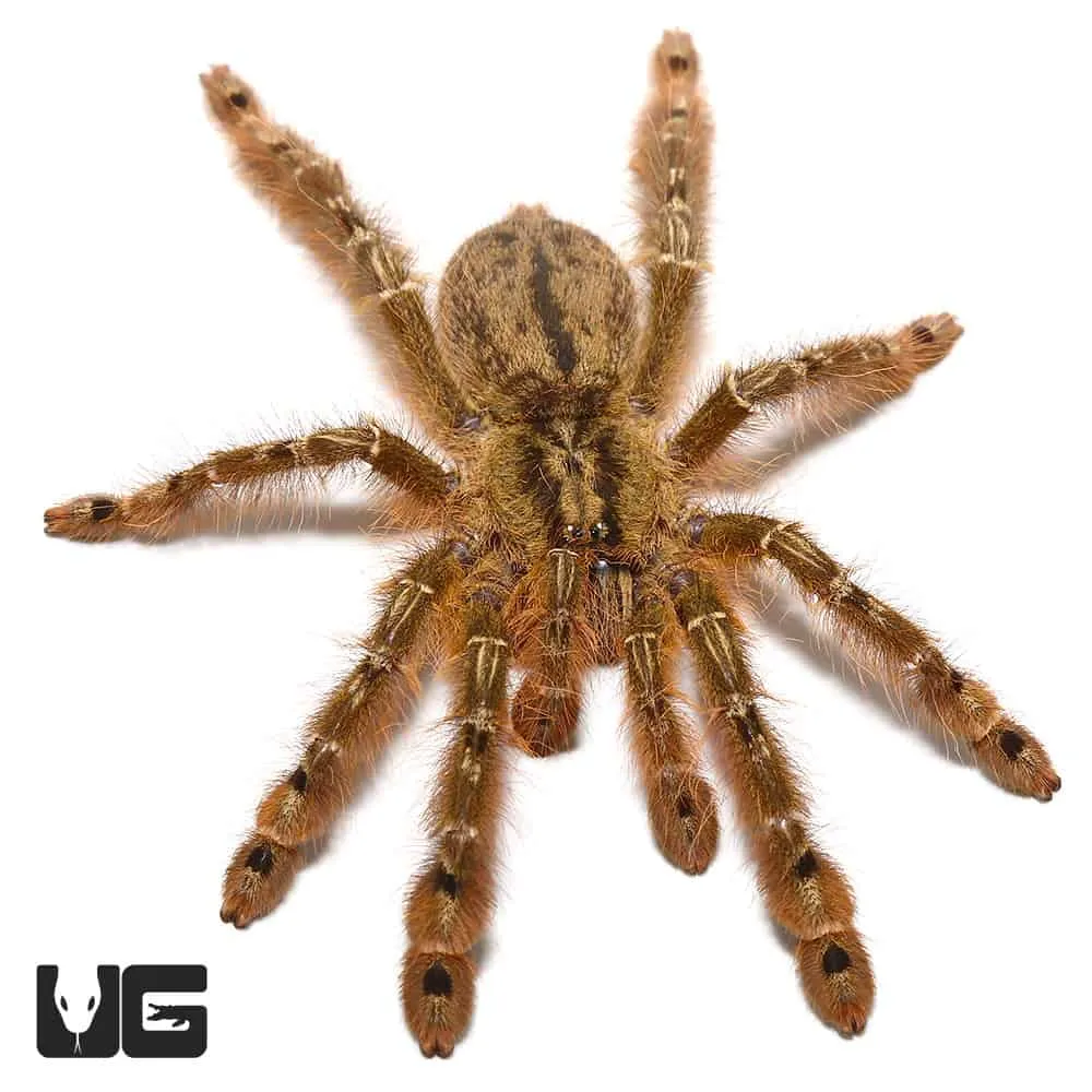 22255 feeding feather leg tarantula