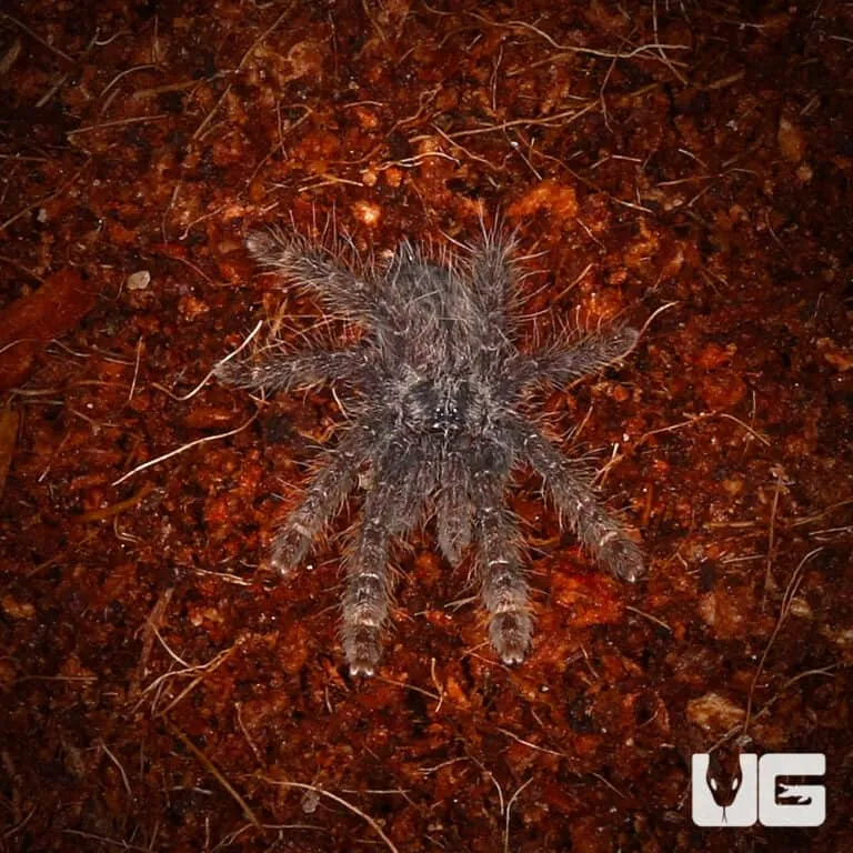 22255 tarantula habitat