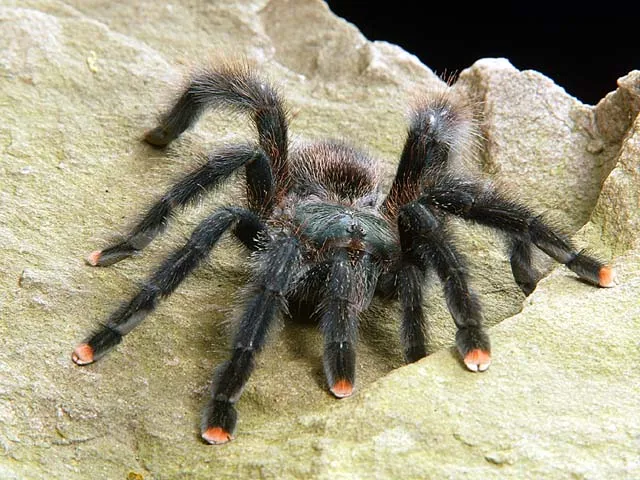 /img/22257-pink-toe-tarantula-feeding-uk.webp
