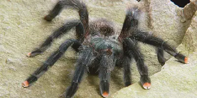 /img/22257-pink-toe-tarantula-feeding-uk.webp