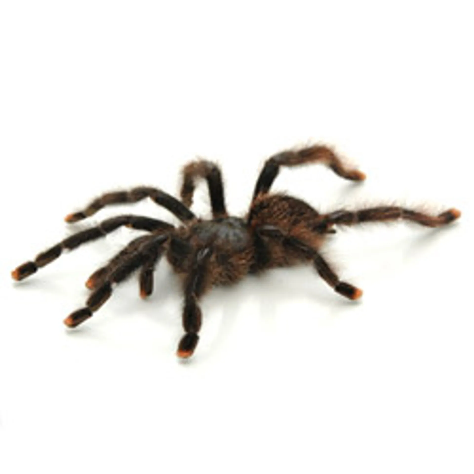 22257 pink toe tarantula handling