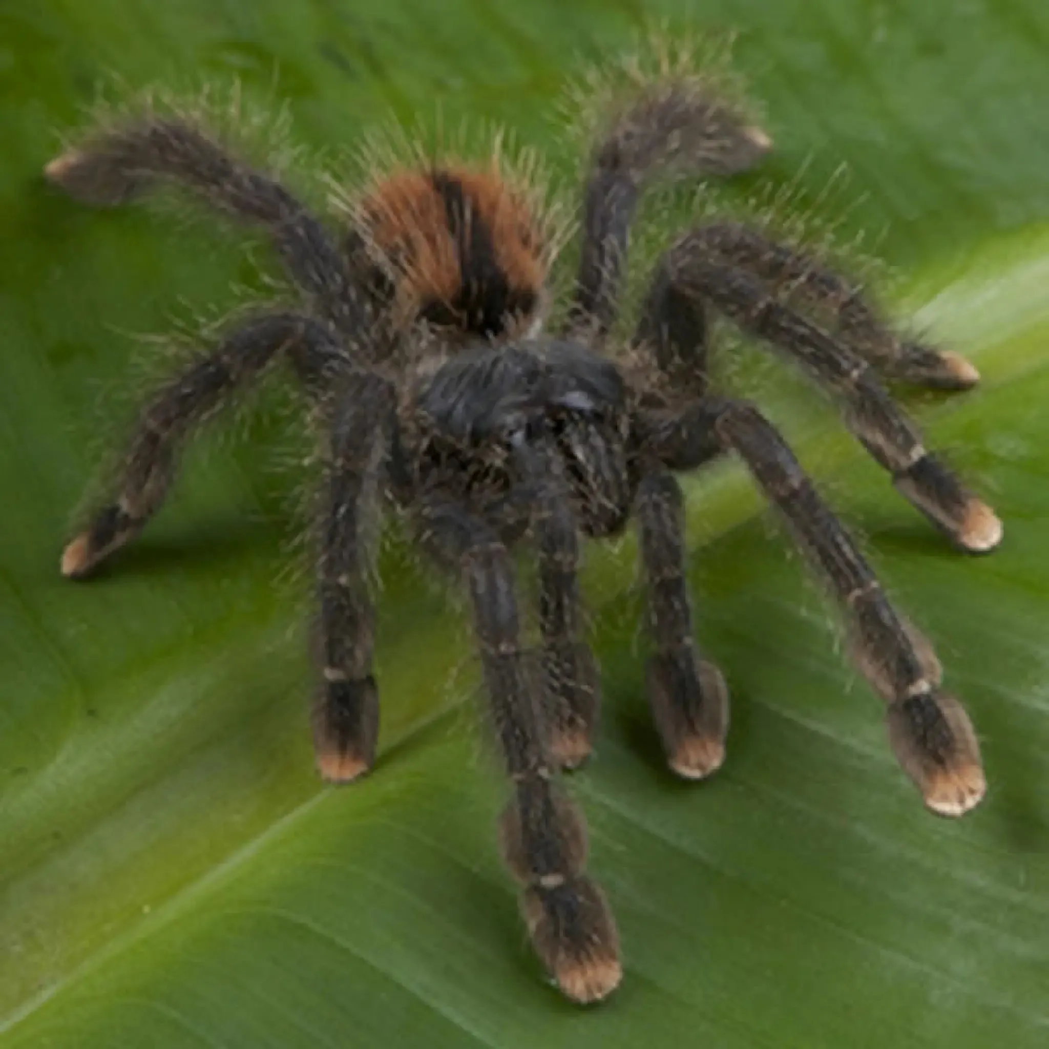 22257 pink toe tarantula molting