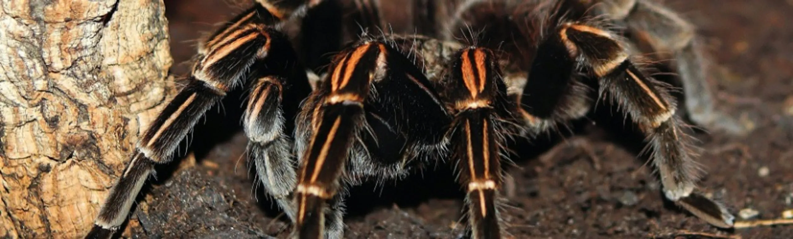 22258 zebra knee tarantula feeding