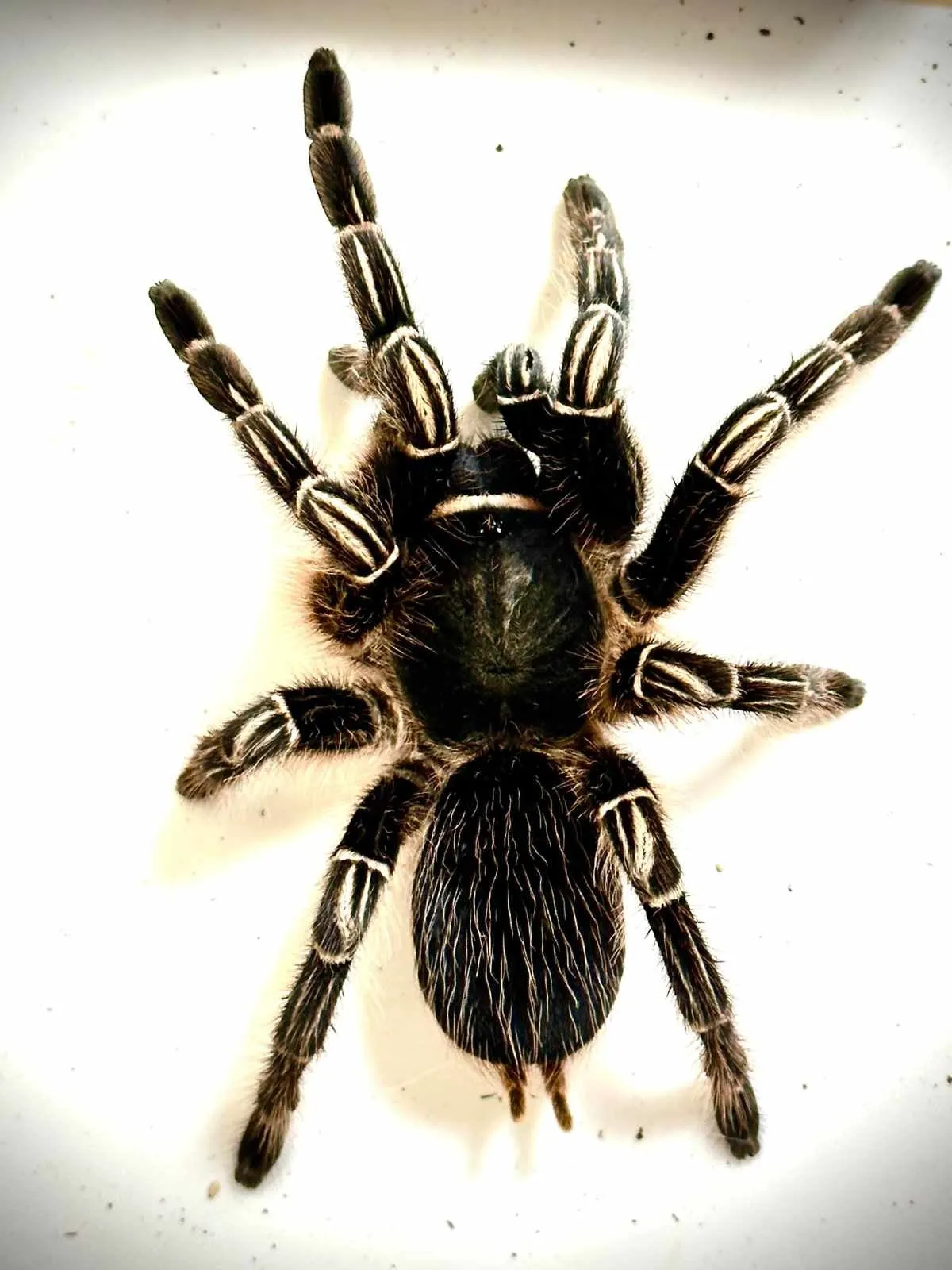 22258 zebra knee tarantula habitat