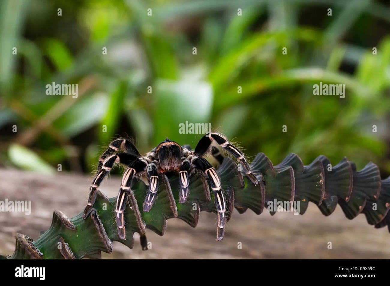 22258 zebra knee tarantula handling